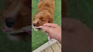 Playtime , and a failed here command as she was tired
