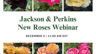 Jackson & Perkins New Roses Webinar