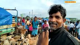 விராலிமலை ஆட்டு சந்தை விலை மற்றும் முழுமையான விளக்கம் | mysteryofvillage