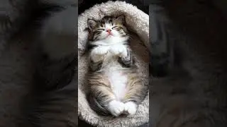 Sleepy Kitten Wakes Up in the Cutest Way Ever