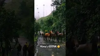 🇨🇴 Once with a herd of horses in the Cocora Valley, Colombia