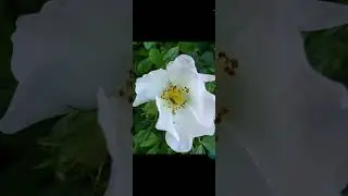 GCam 8.8 , v8 , BSG , SmartScreenRecord