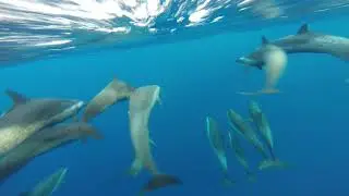 Dolphins 🐬 🐬 Underwater Chase