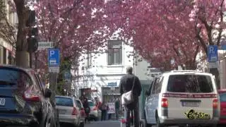SHERRY BLOSSOM