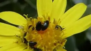 Flower Beetles - Meligethes - Senecio - Brachyglottis - Bl&oacute;mbj&ouml;llur - Skord&yacute;r