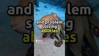 In the Depths of the Mind Octopus, Nature's Enigma #shorts  #animals #facts