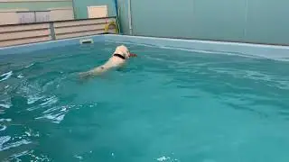 STILO (Spice Twice Sunbeam Stiletto) 3 years old in dog spa