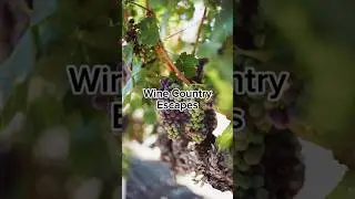 Best Wine Country Escapes Locations 2024 #travel #viral #youtubeshorts #youtube #shorts #wine
