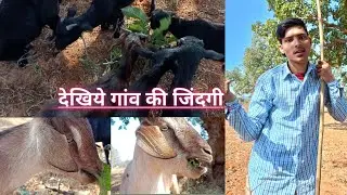 Gaon ki zindagi | Village Life Vlog | Village Vloger | Gaon Me Caw Buffalo Goat Charana | 