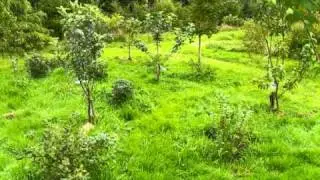 Habiter dans la verdure
