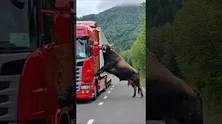 Bull intercepts truck before doom strikes #animals #rescue #bull