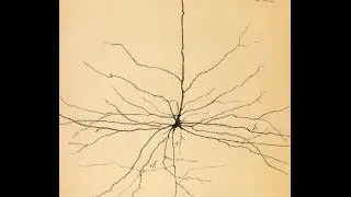 The Mind-Brain Identity Theory