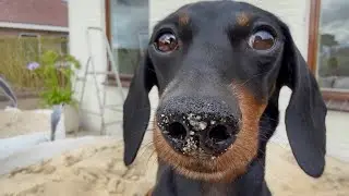 Renovating our house & garden. Our Mini Dachshunds are helping us.