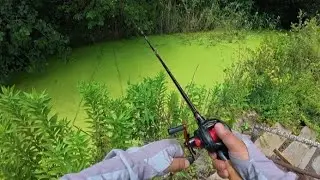 Wild Snakehead Fish Catching in Lake 🎣 | Trout Fishing Spinners Action