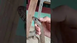 ULAR JALI / PYTAS MUCOSUS // BUKAN MAINAN