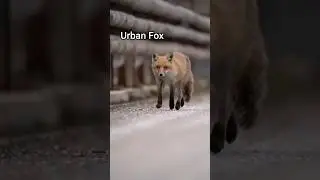 Urban Fox on the Move 🦊🏙️ | Life in the City Streets #UrbanAnimals #Fox #Shorts #cozywildlings