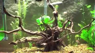 Return to Fish Keeping