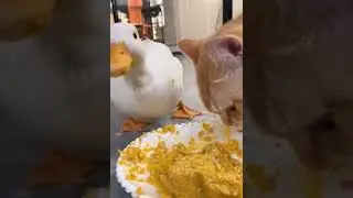 🦆A hungry duck eating food more than cat🙀#shorts #viral #youtube #shortsvideo #trending