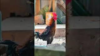 #ViralChickens #Trending #AnimalLovers #FarmVlogs #PetChickens #ChickenBreeds #PoultryFarming