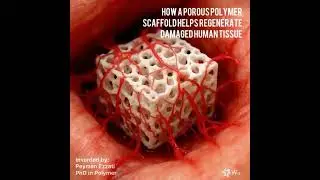 How a Porous Polymer Scaffold Helps Regenerate Damaged Human Tissue - P Ezzati #tissueengineering