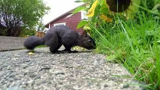 Backyard Drama