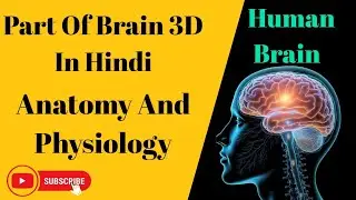 Part Of Brain 3D In Hindi, Anatomy And Physiology Human Brain 🧠 सरल भाषा हिंदी में 