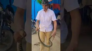 Water Snake Checkered keelback (non-venomous) #shorts #snakesaver #snakelover #trending #short#snake