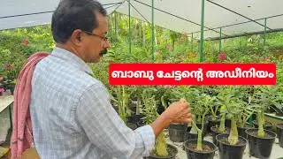 🙏 അഡീനിയം 😍വെട്ടി മക്കളേ വെട്ടി🙏#plants #Happy #nature 