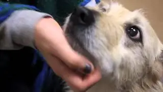 Being An Adoptable Pet At The Cleveland APL 