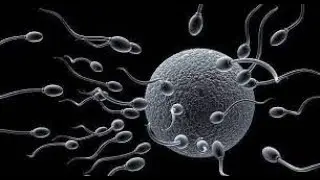 why large sperm ejuculation occurs in the single coitus ?