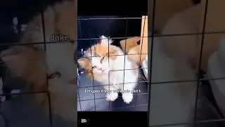 Enhypen if they were cats part 1😆#enhypen #shorts
