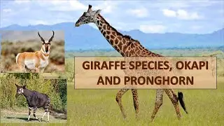 Giraffe Species, Okapi and Pronghorn.