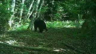 13 Bear Back Scratch18