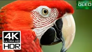 Incredible 4K Wildlife video|HDR dolby vision|Mind Relaxing video#birds #nature.