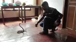 how to catch cobra.. easy method..
