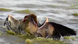 Egyptian Geese fight over territory