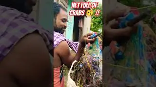 Epic Village Crab Fishing! Trap Net Bursting with Mud Crabs 🦀🔥