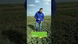 Jak zwalczyć wiosenne szkodniki w rzepaku ozimym❓ #szkodnikirzepaku #basfagro #agro
