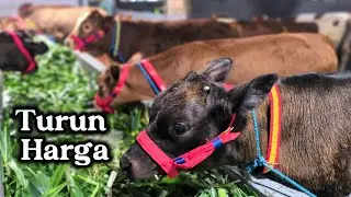 Mulai Turun Harga..!! Review Harga Sapi di Grosir Sapi Haji Rudi 