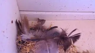 Barn Swallow Cam