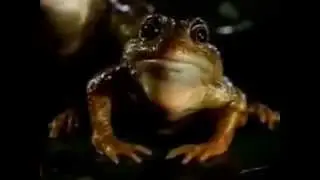 Bud Frog Boat Ride
