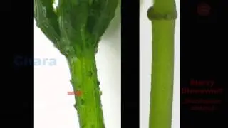 Invasive Starry Stonewort Identification