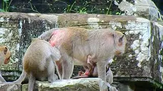 Baby Jason competes meal With Monkey Delena on the gallery of the temple