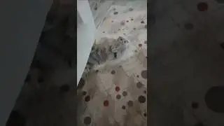 #CatShorts #FunnyCats #CuteCats #StreetCats #CatLovers #CatVideos #USACats #UKCats #CanadaCats