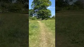 Such a beautiful tree #nature