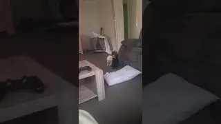 Dog humps rabbit 🤣