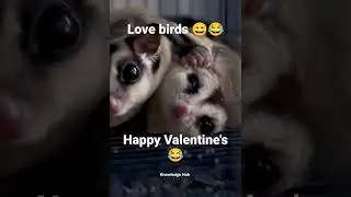 Cutest animals in the world 😊 #shorts #valantineday #reels knowledge Hub 😳