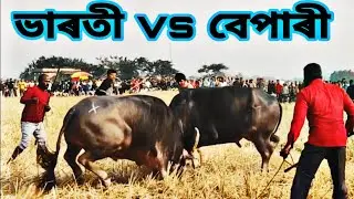 বৰঙাবাৰি মহযুঁজ ২০২৬ #assam #bull #mohjuj #cultural #animals #viral #tranding 