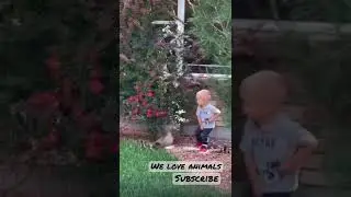 Duck attacks little boy 🦆#duck #animals  #funny #shorts