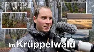 Kampfbuchen auf dem Kahlen Asten